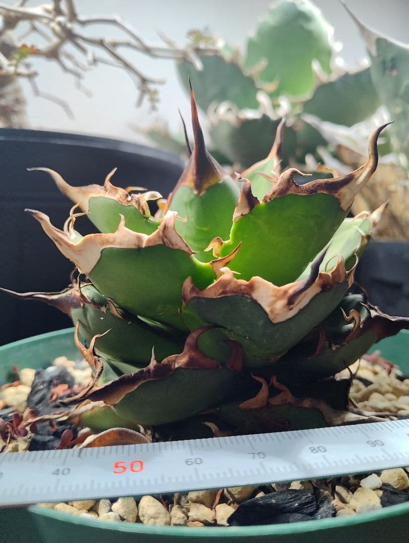 アガベ チタノタ ハデス 親株 陽炎　★出すか迷った株