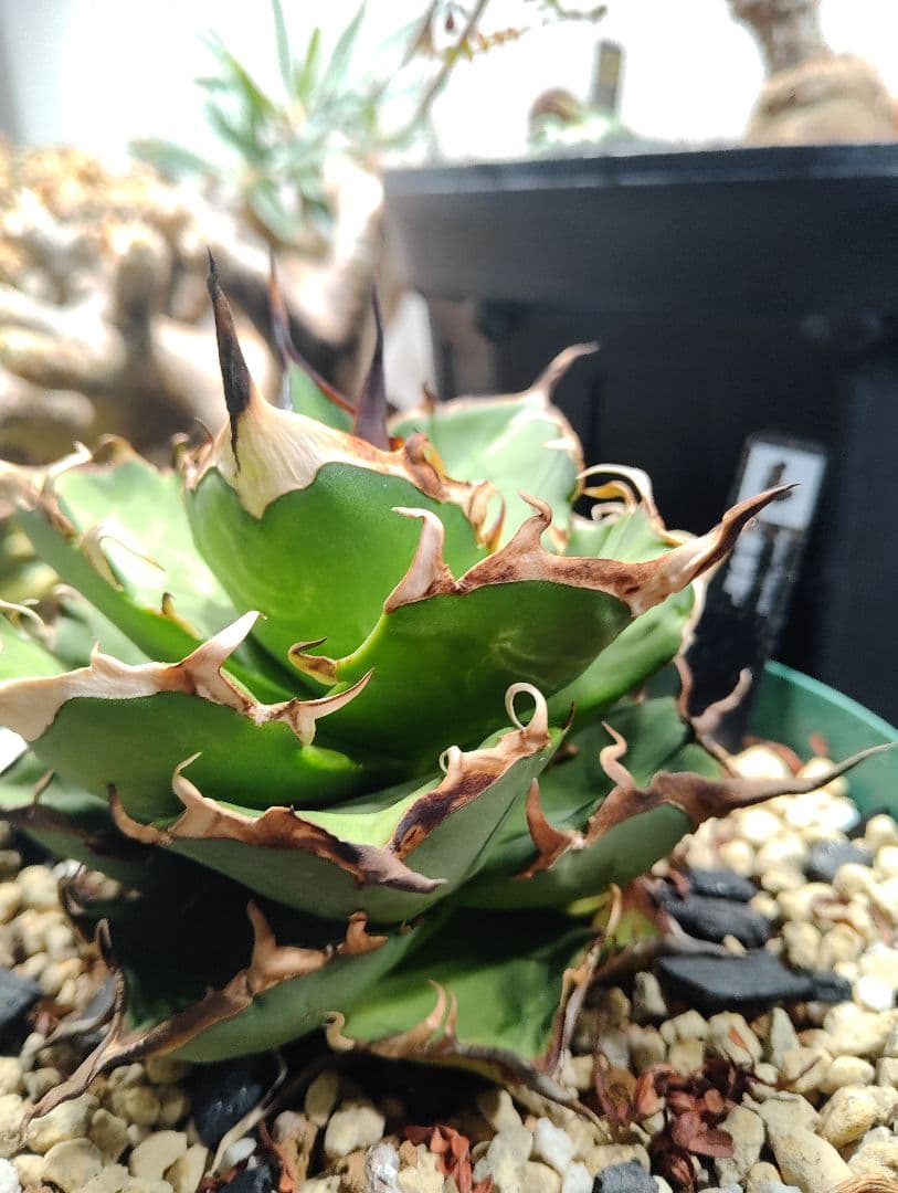 アガベ チタノタ ハデス 親株 陽炎　★出すか迷った株