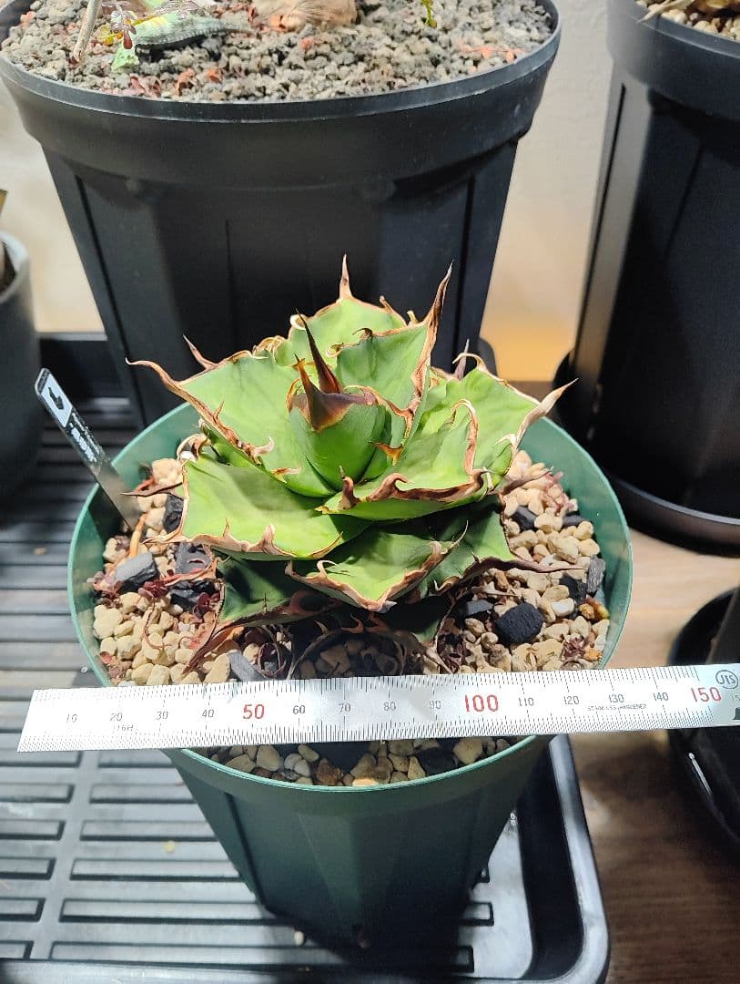 アガベ チタノタ ハデス 親株 陽炎　★出すか迷った株