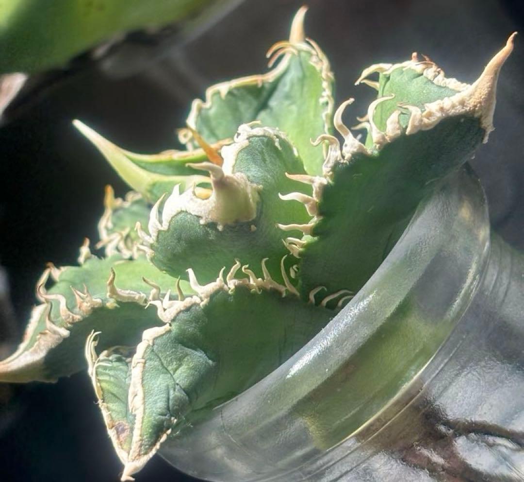 特出！アガベチタノタ大白鯊（極上株）S級激レアsuperホオジロザメ狂暴極狂刺！