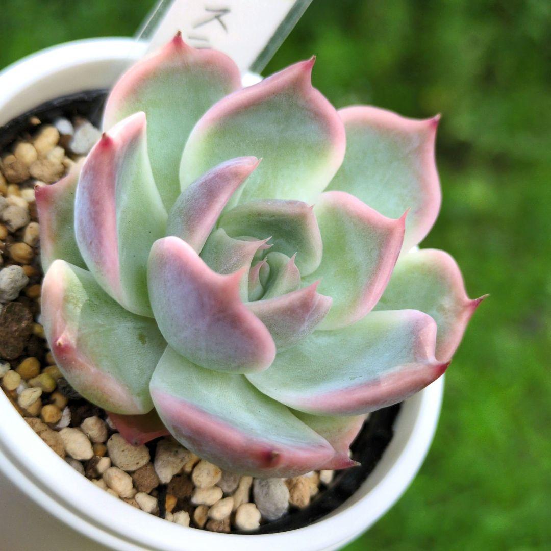 124. 多肉植物 スティルハート 650円【抜き苗】