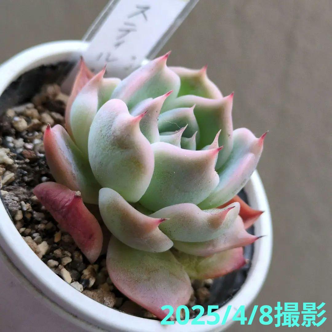 124. 多肉植物 スティルハート 650円【抜き苗】