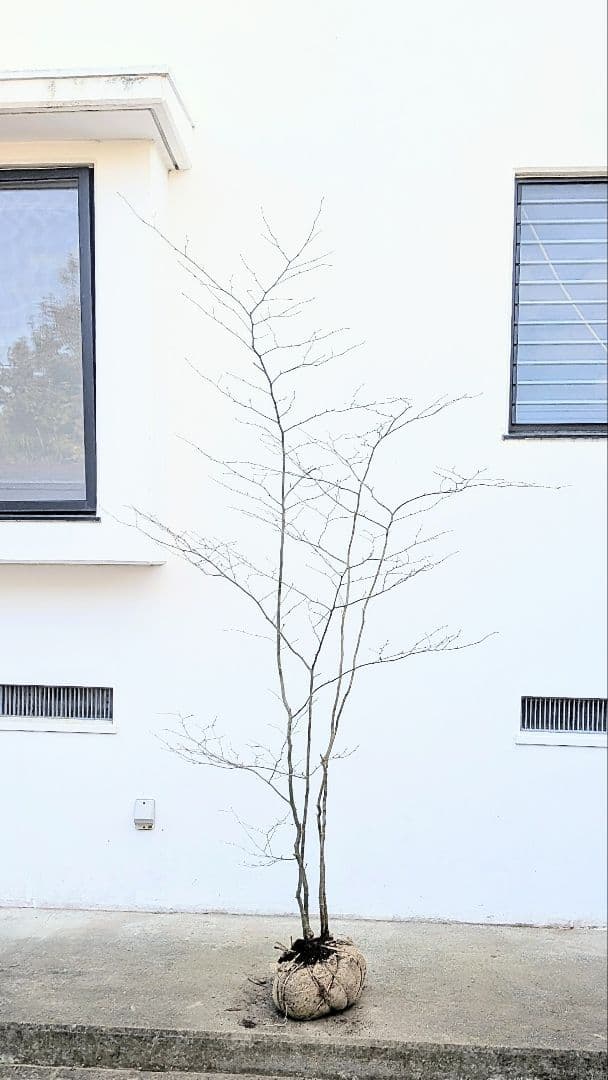 山採りアオハダ。