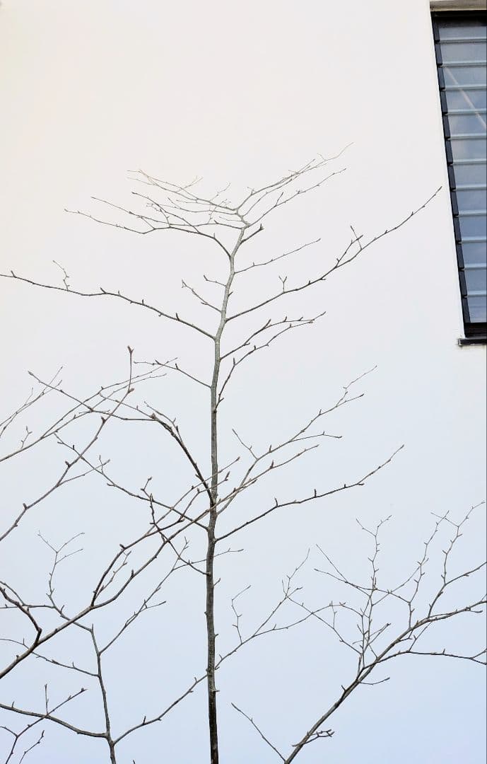 山採りアオハダ。