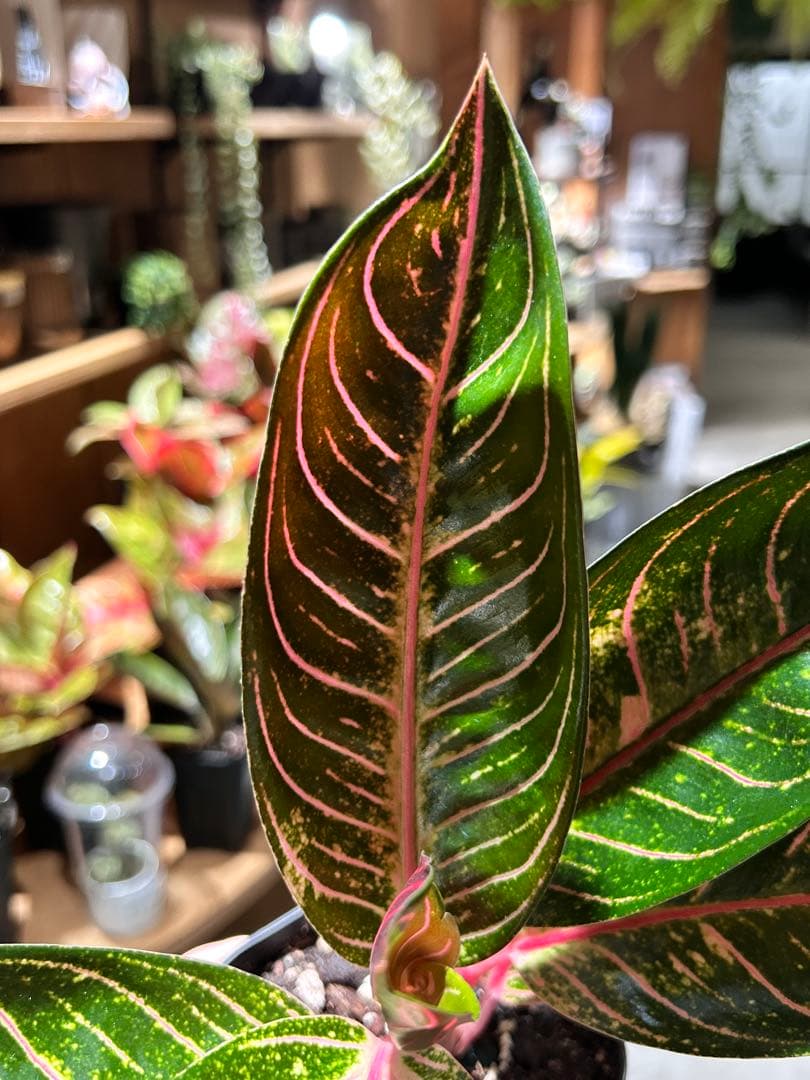 アグラオネマ　レッドスマトラ