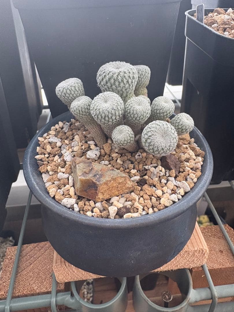 月世界群生株　エピテランサ　実根