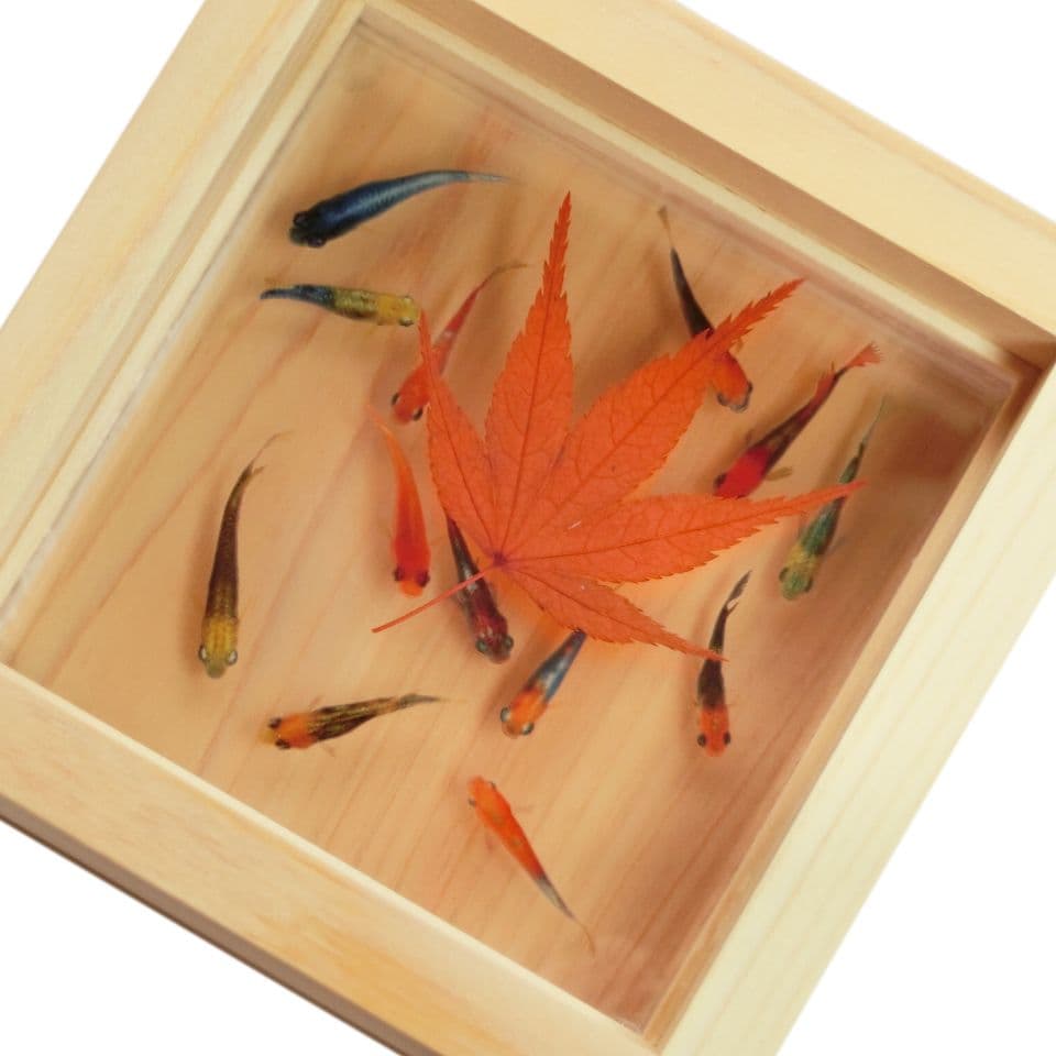 めだか メダカ アート 紅葉 プリザーブドフラワー 金魚 桧 生き物 フィギュア