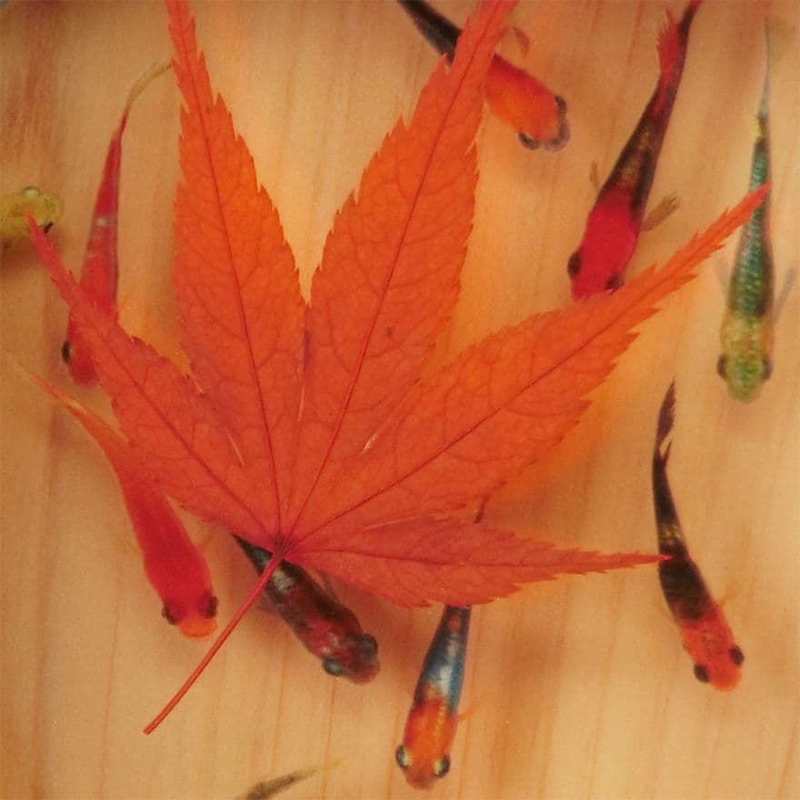 めだか メダカ アート 紅葉 プリザーブドフラワー 金魚 桧 生き物 フィギュア