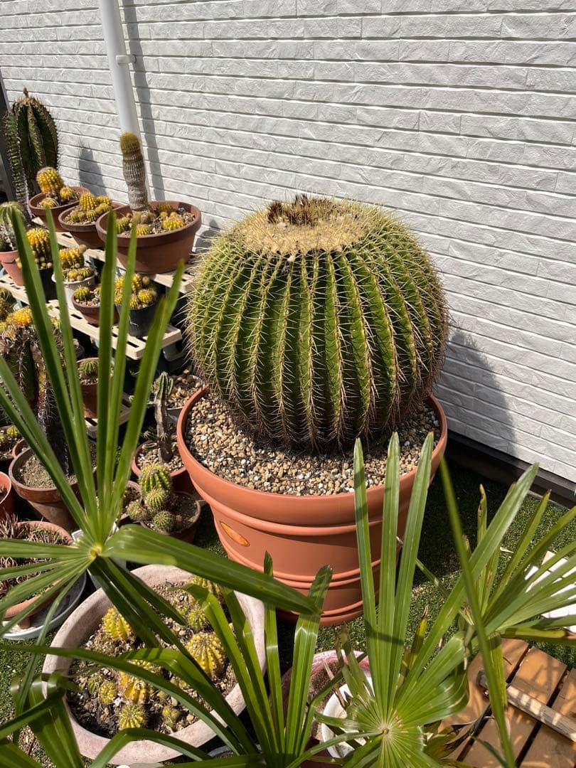 サボテン　キンシャチ　金鯱