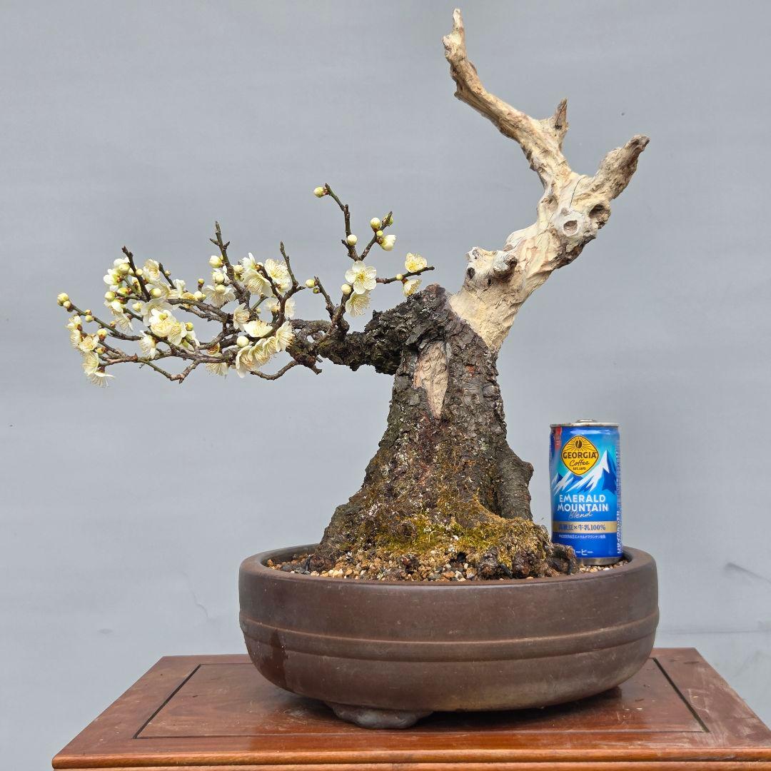 野梅　(青軸)[斜幹木]　梅　中品盆栽