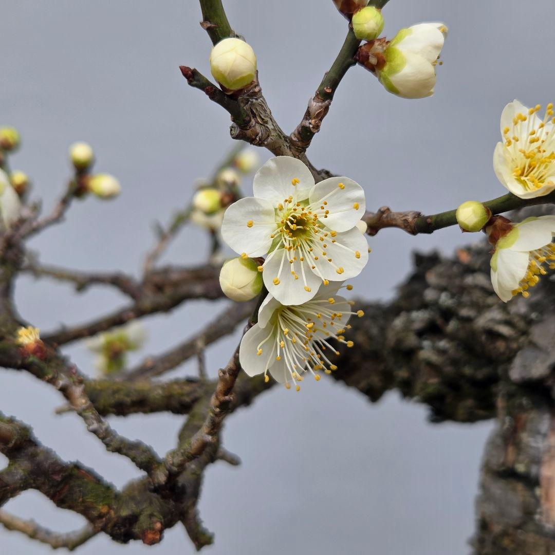 野梅　(青軸)[斜幹木]　梅　中品盆栽