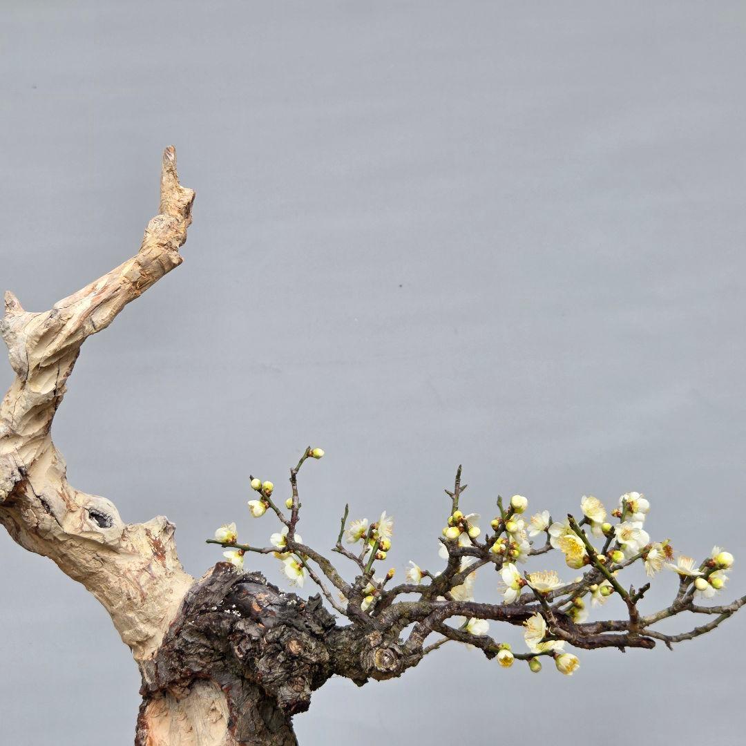 野梅　(青軸)[斜幹木]　梅　中品盆栽