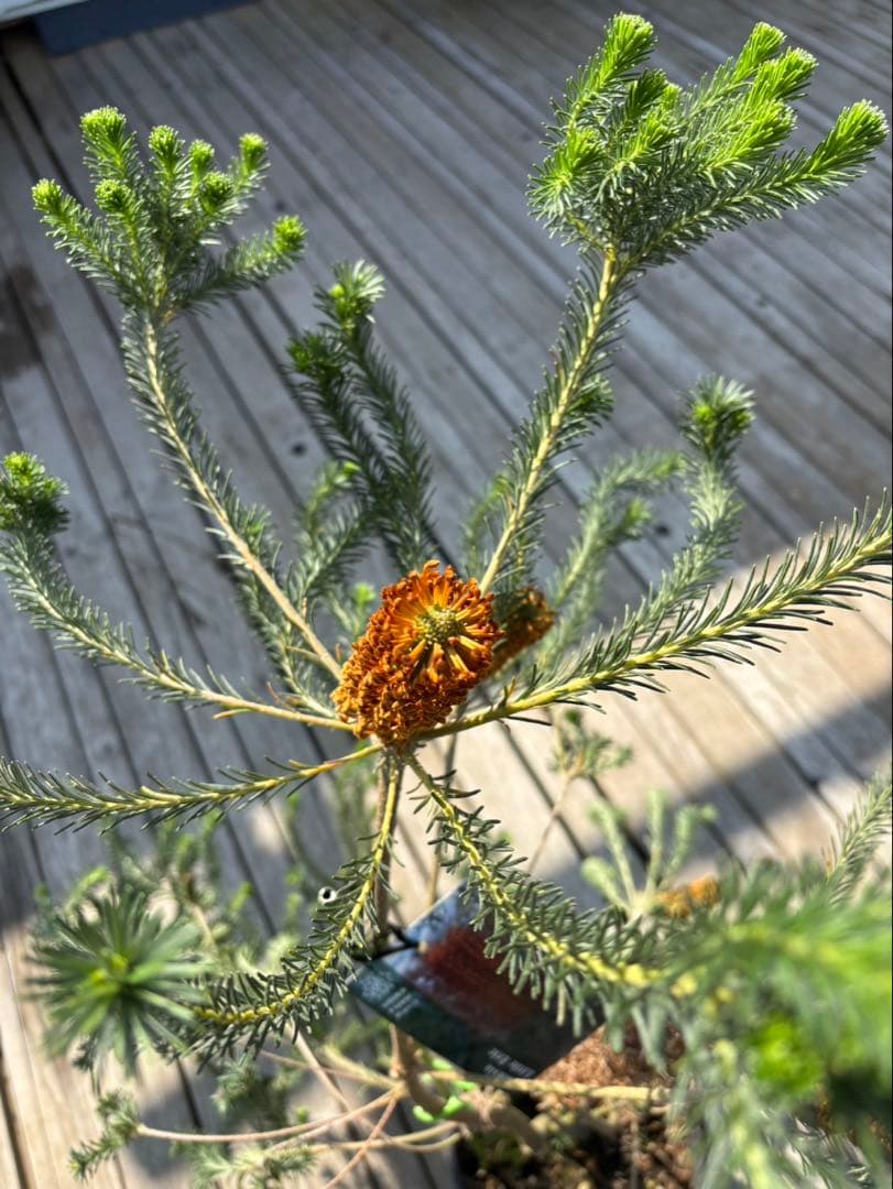 バンクシアリトルエリック　超希少大株