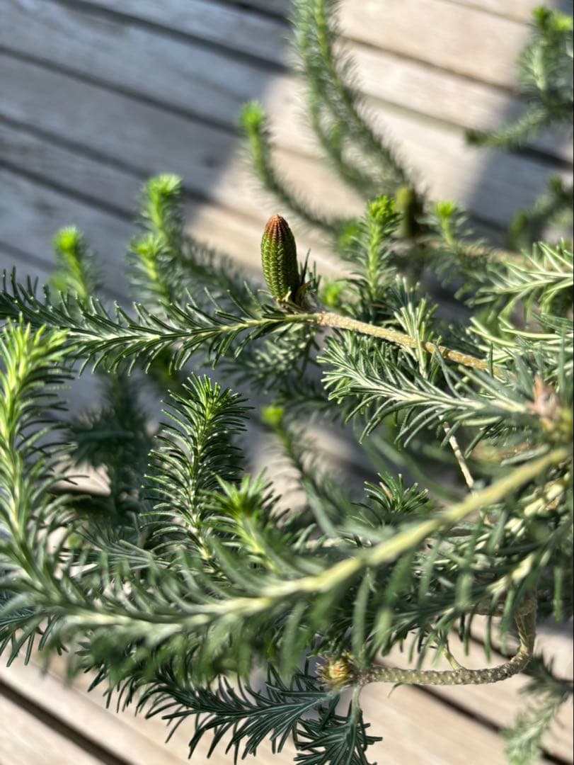 バンクシアリトルエリック　超希少大株