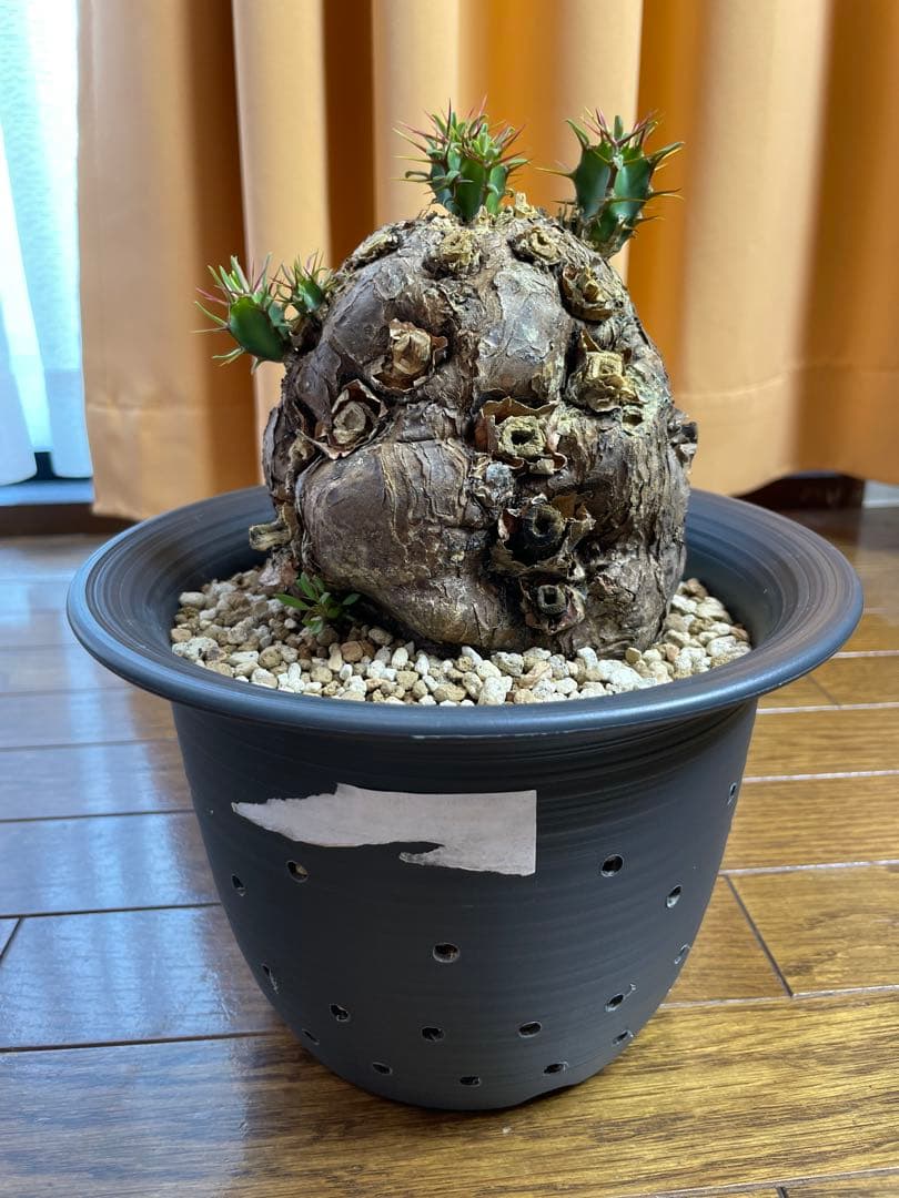 ユーフォルビア　ムランジーナ