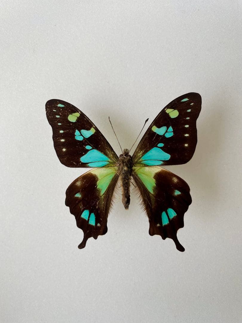 バチャンタイマイ（1オス、バチャン島）