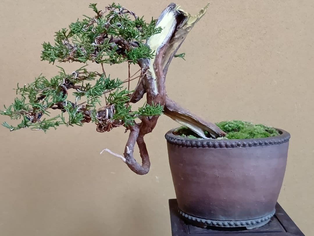 糸魚川真柏‼️値下げ‼️