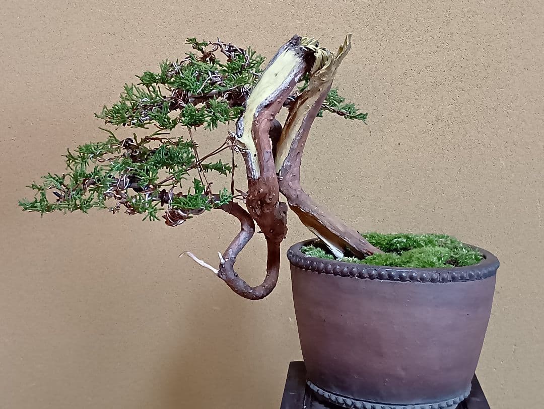 糸魚川真柏‼️値下げ‼️