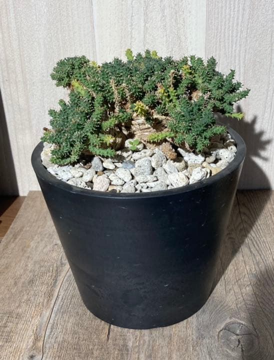 ユーフォルビア　アトロビリディス　　「レア、大株」