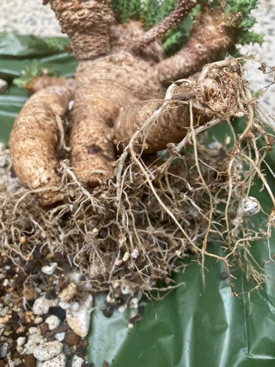 ユーフォルビア　アトロビリディス　　「レア、大株」