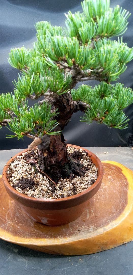 貴風盆栽五葉松