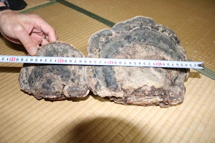 サルノコシカケ 大 ダブル