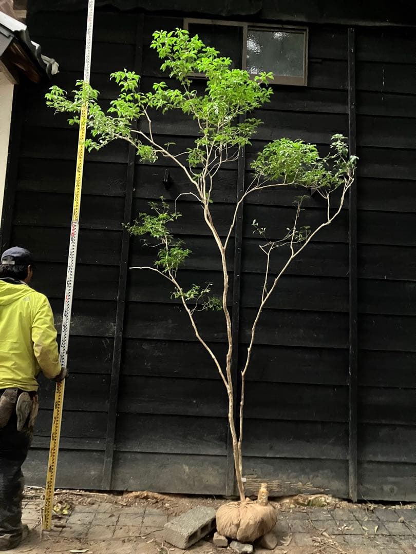 81 山採り　アセビ