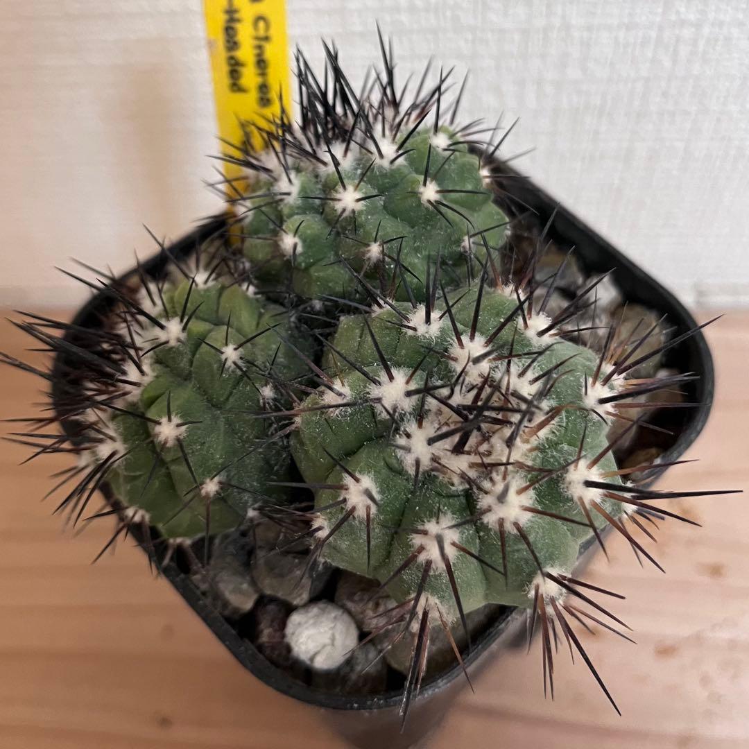 【極上・自根】コピアポア 黒王丸 3頭群生 実生（検 孤竜丸 青磁肌）