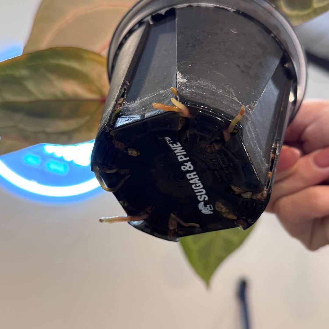 53 アンスリウム　’パープルクリスタリナム‘ 色濃いめ