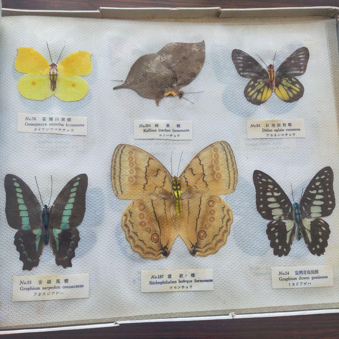 台湾産蝶類 標本 No. 100　101枚　中国
