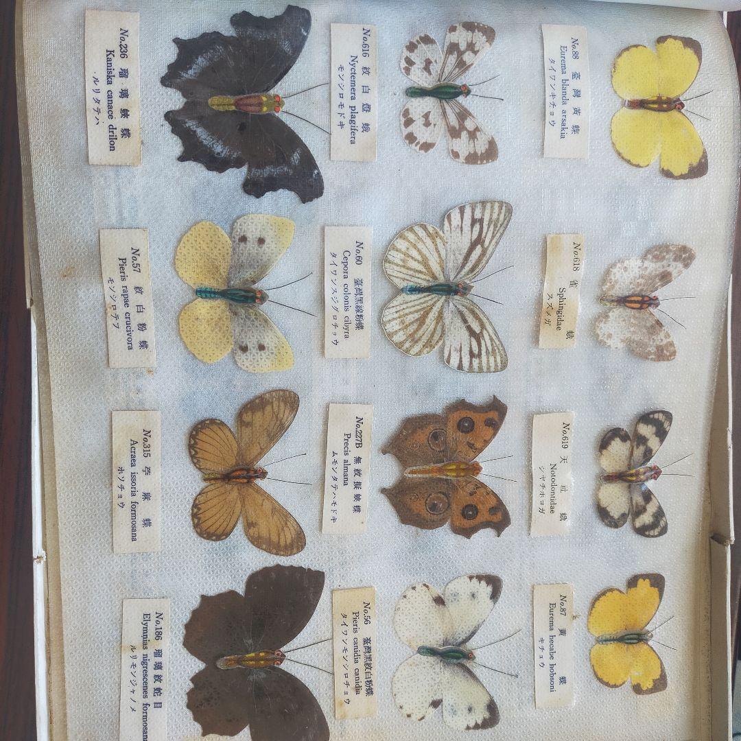 台湾産蝶類 標本 No. 100　101枚　中国