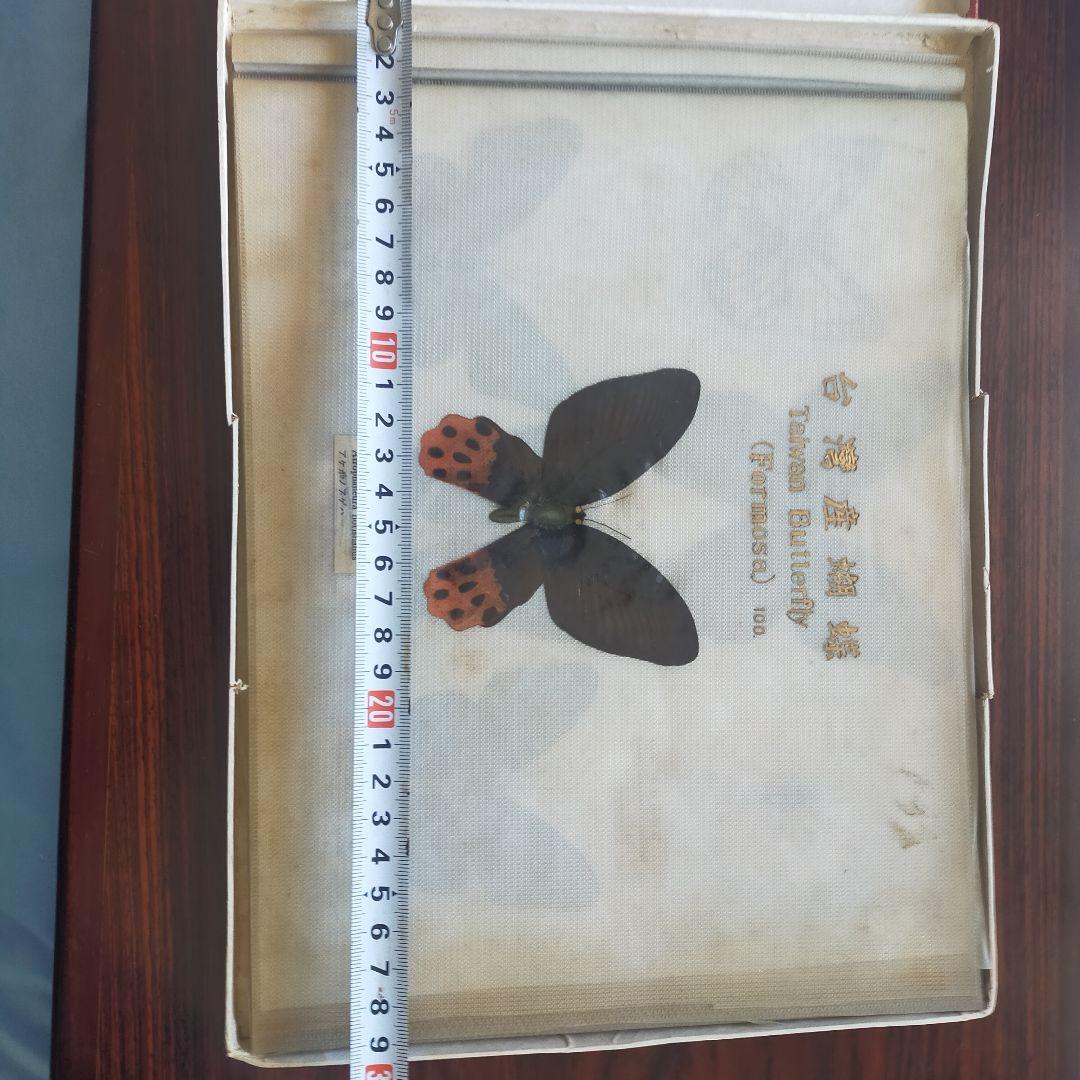 台湾産蝶類 標本 No. 100　101枚　中国