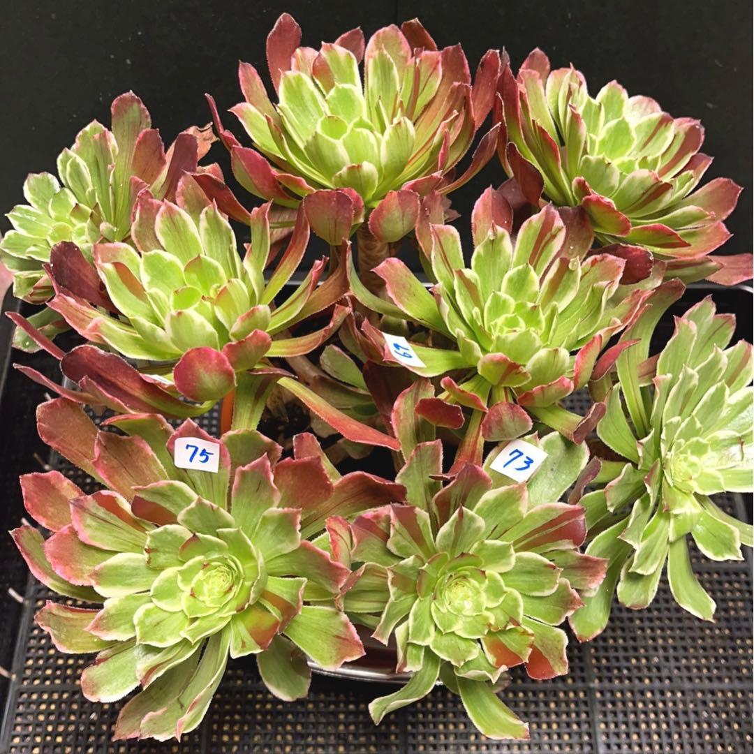 多肉植物アエオニウム 錦❤️ 白黒グリッド ❤️