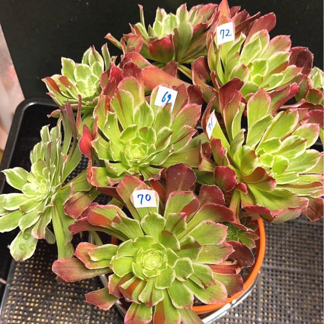 多肉植物アエオニウム 錦❤️ 白黒グリッド ❤️