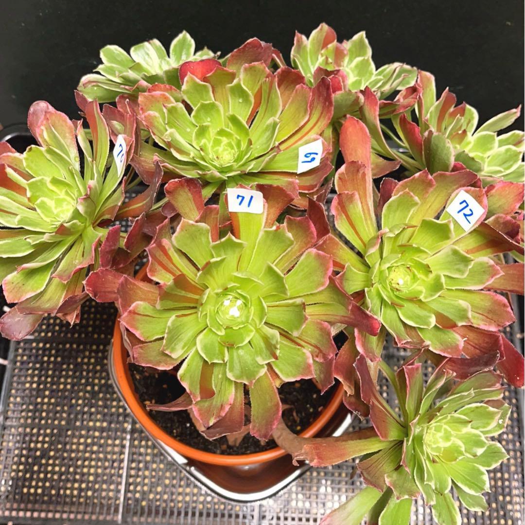 多肉植物アエオニウム 錦❤️ 白黒グリッド ❤️