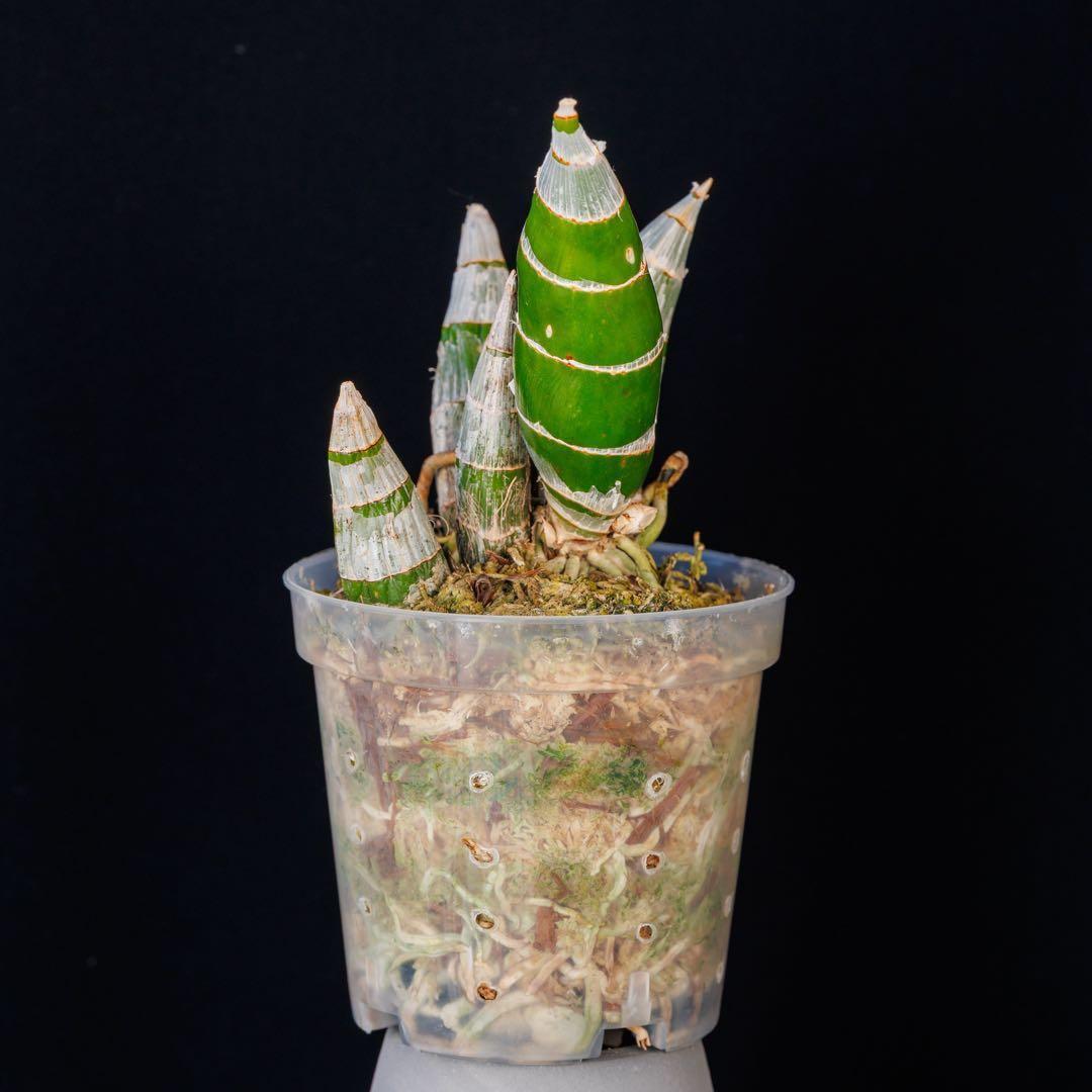 タケノコ蘭 SVO 選別個体 Fredclarkeara カタセタム 新芽有り