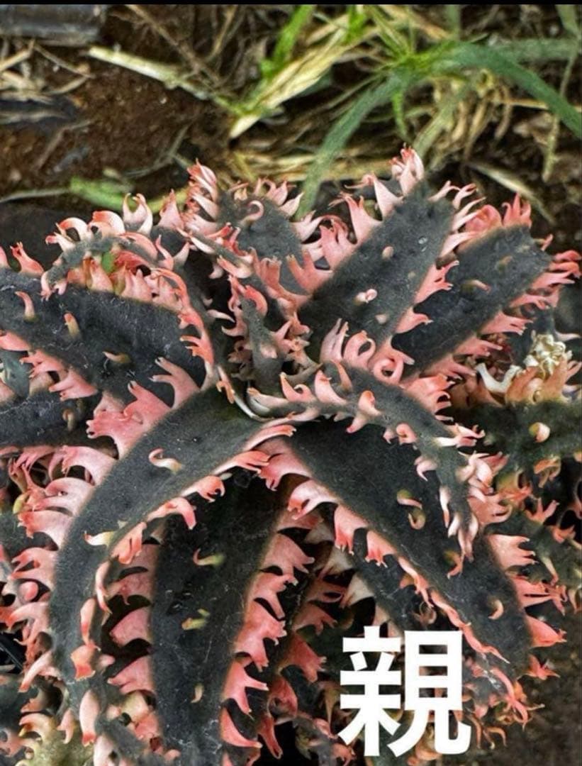 特上　アロエ　ハイブリッド　Aloe hybrid 子株　第四種