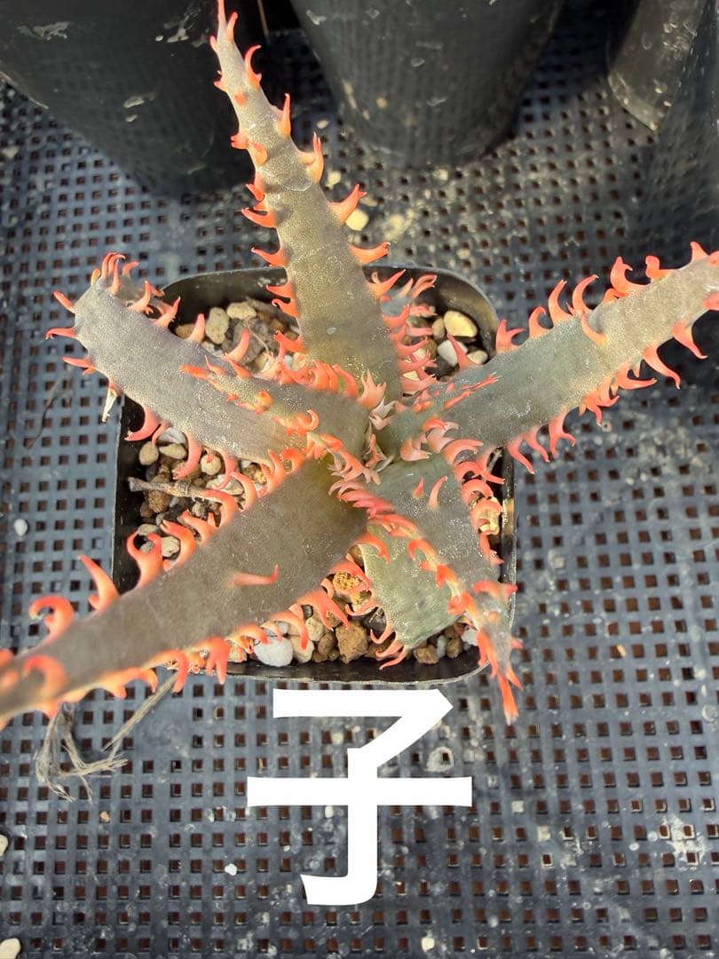 特上　アロエ　ハイブリッド　Aloe hybrid 子株　第四種