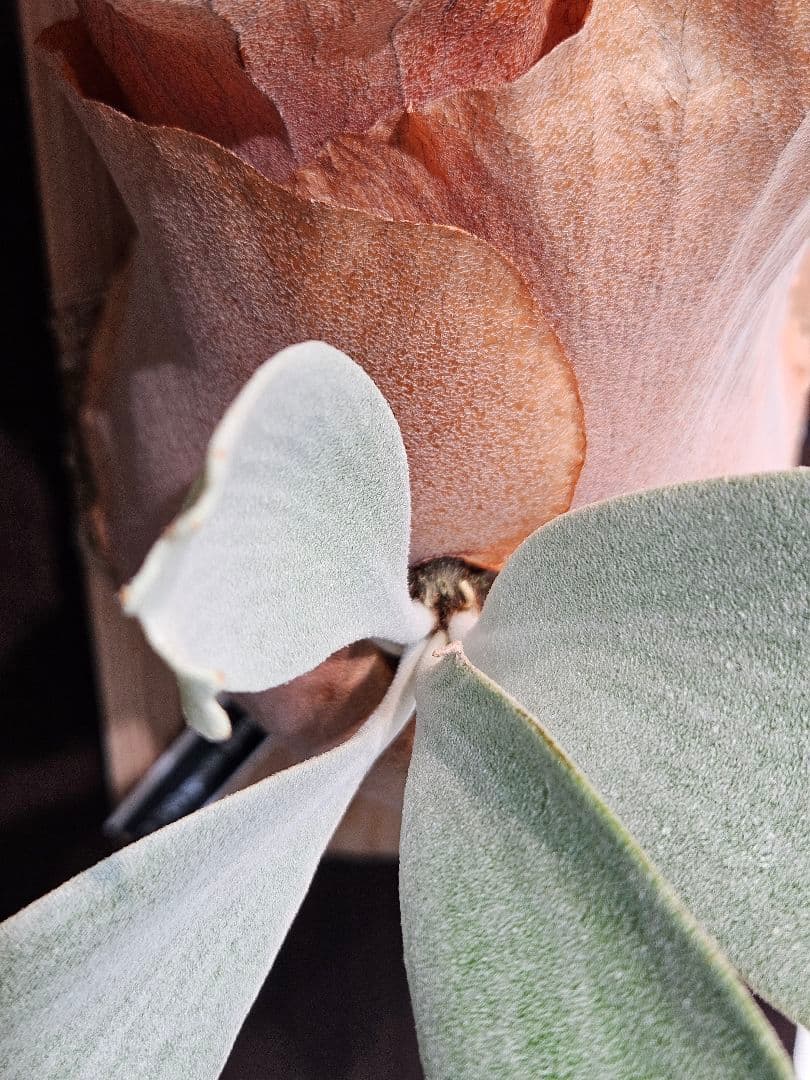 FSQ-S 胞子培養苗2　板②