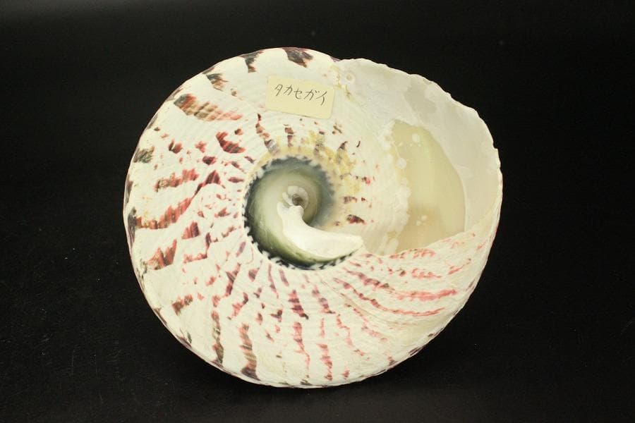 オウムガイ タカセガイ まとめて(ZE491)