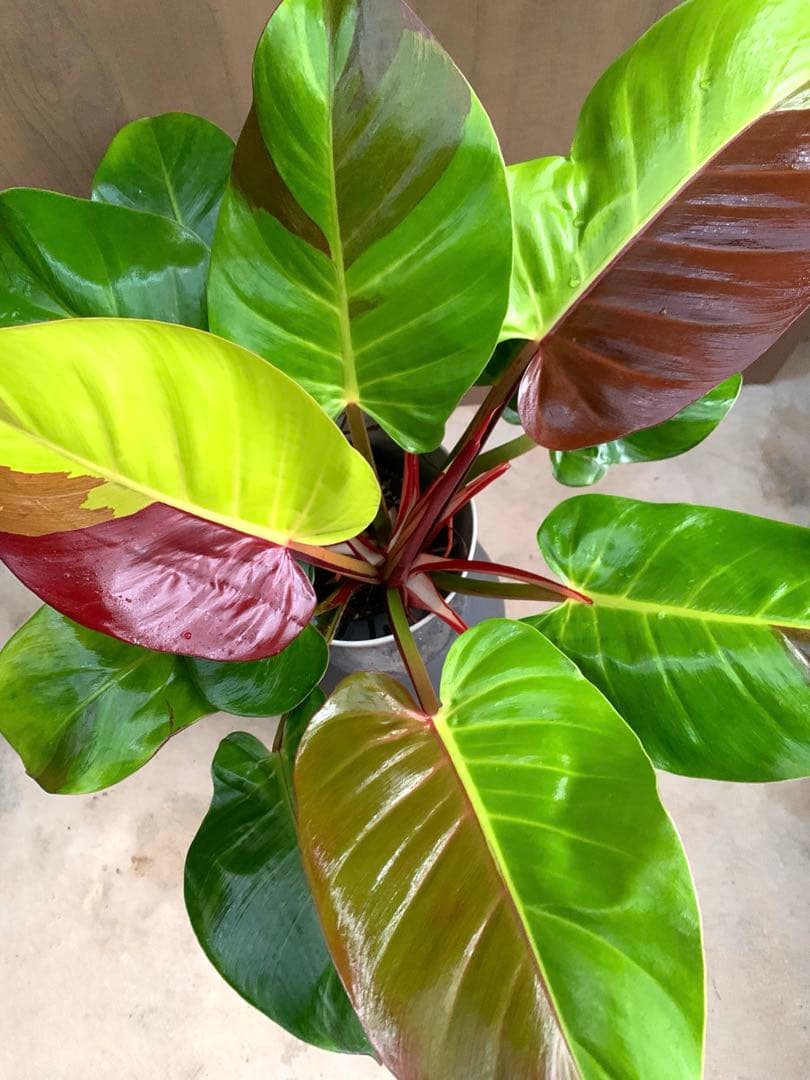 coco　　フィロテンドロン・イエローフレーム