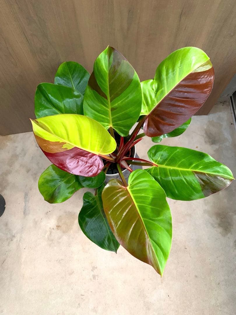 coco　　フィロテンドロン・イエローフレーム