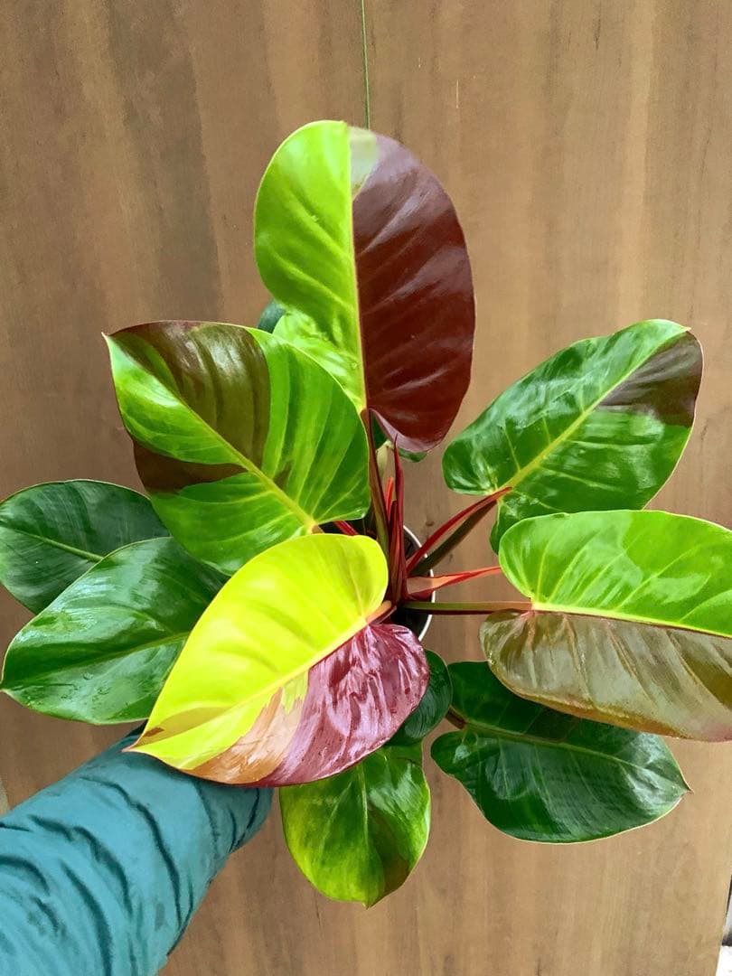 coco　　フィロテンドロン・イエローフレーム