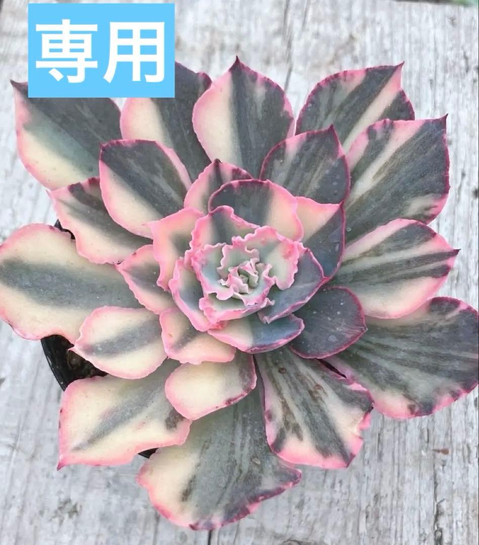 お取り置き　多肉植物　フローレンス錦　抜き苗