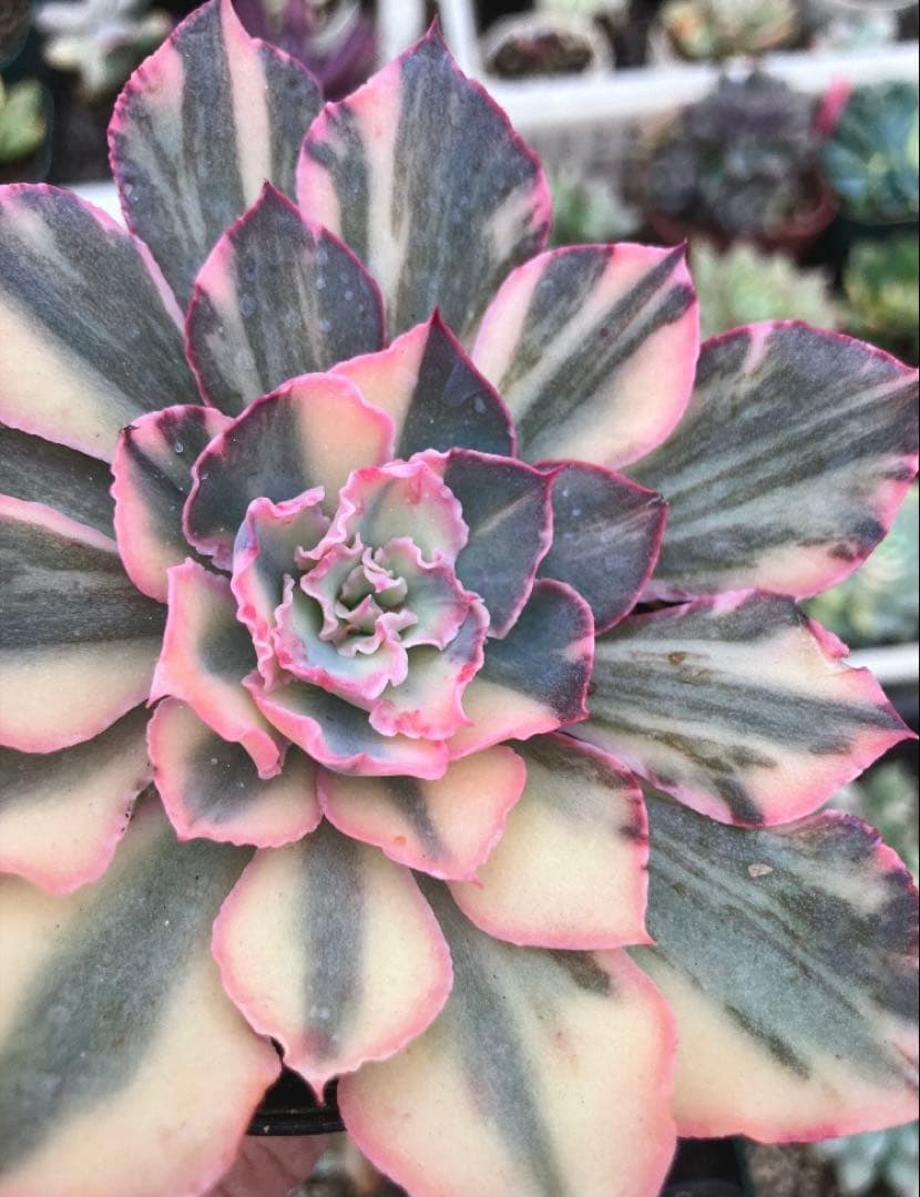 お取り置き　多肉植物　フローレンス錦　抜き苗