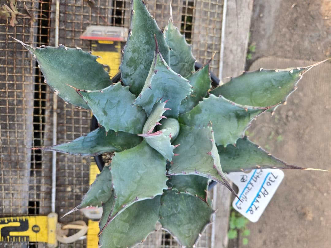 アガベ 　ハイブリッド　パラサナ×マルガリータ②