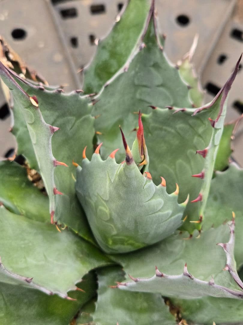 アガベ 　ハイブリッド　パラサナ×マルガリータ②