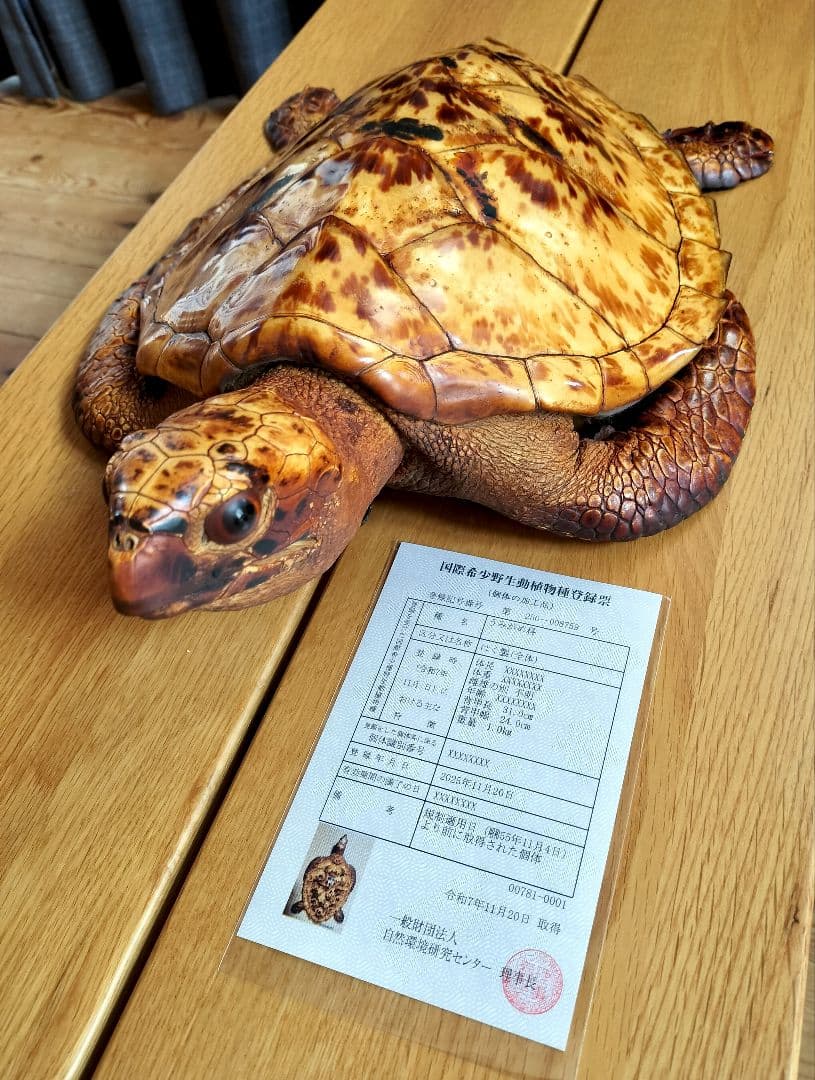 うみがめ科　剥製　国際希少野生動植物種登録標あり　（※ただ今値下げ中）