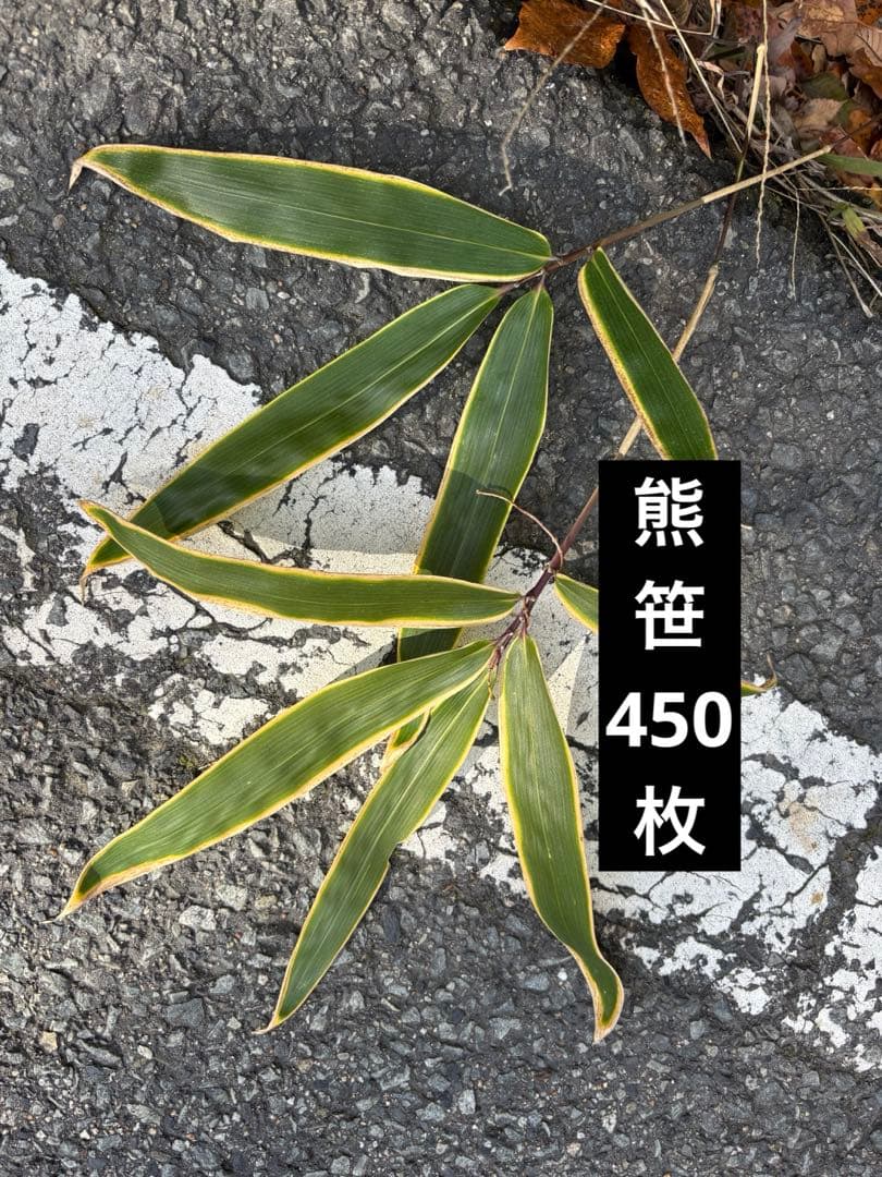 熊笹　クマザサ　450枚　門松