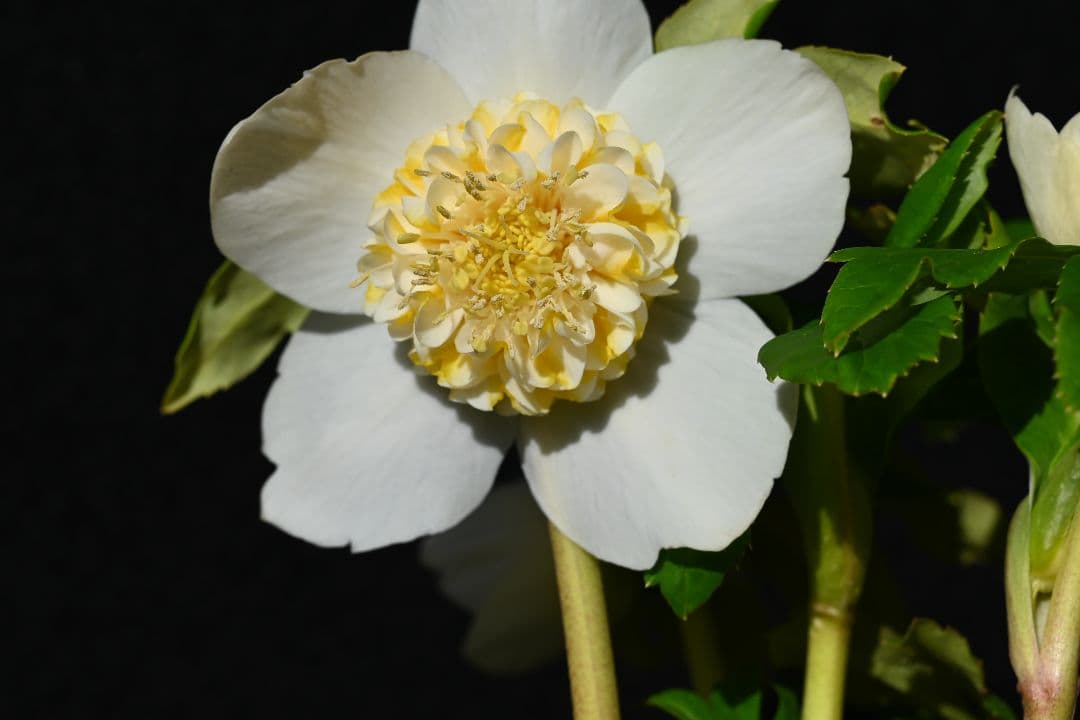 クリスマスローズ　認定ゴールドモーリー　加藤農園